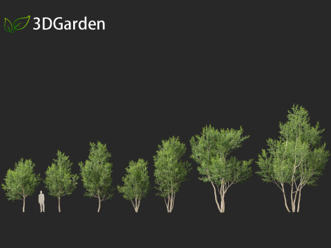Betula utilis Jacquemontii - Himalayan birch 3D-Modell