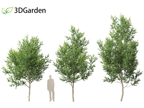 Betula utilis Jacquemontii - Himalayan birch 3D-Modell