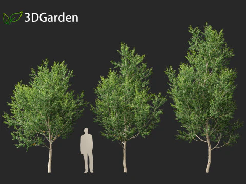 Betula utilis Jacquemontii - Himalayan birch 3D Model