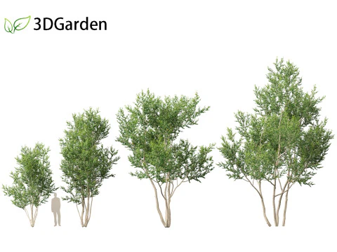 Betula utilis Jacquemontii - Himalayan birch 3D Model