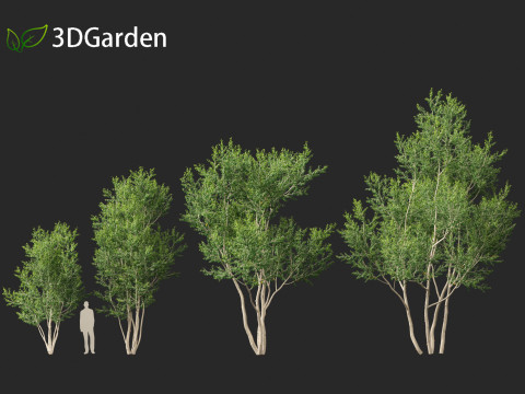 Betula utilis Jacquemontii - Himalayan birch 3D-Modell