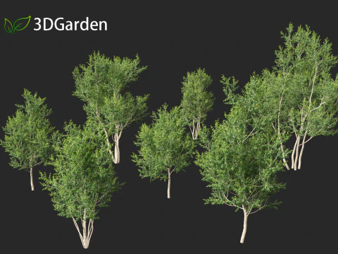 Betula utilis Jacquemontii - Himalayan birch 3D Model