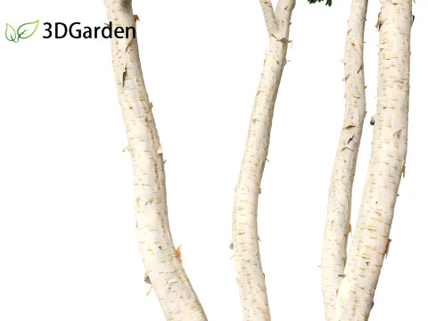 Betula utilis Jacquemontii - Himalayan birch 3D Model