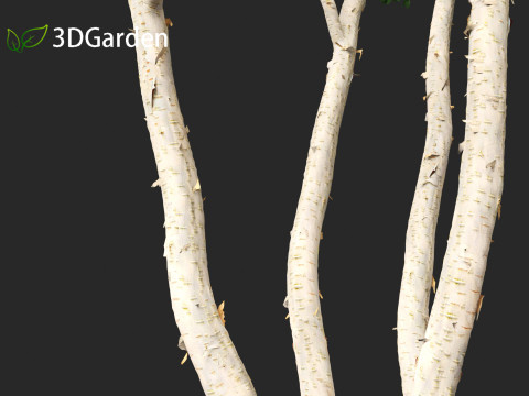 Betula utilis Jacquemontii - Himalayan birch 3D-Modell