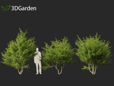Cornus mas - Cornelian cherry 01 3D-Modell