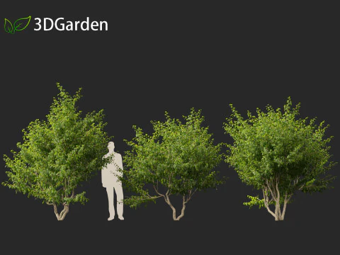Cornus mas - Cornelian cherry 01 3D Model