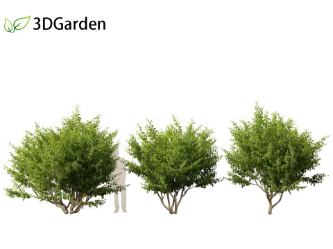 Cornus mas - Cornelian cherry 01 3D-Modell