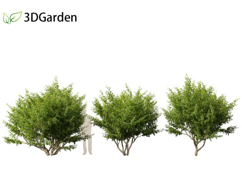 Cornus mas - Cornelian cherry 01 3D Model