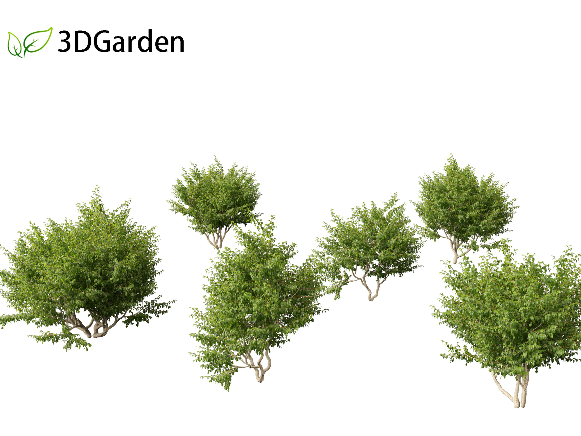 Cornus mas - Cornelian cherry 01 3D Model .c4d .max .obj .3ds .fbx .stl .blend 