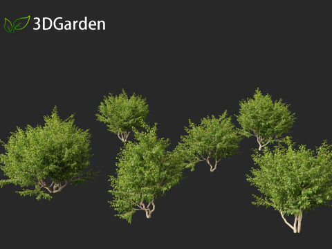 Cornus mas - Cornelian cherry 01 3D Model