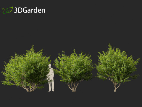 Cornus mas - Cornelian cherry 01 3D-Modell