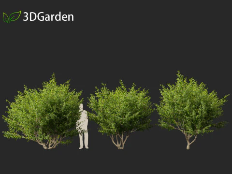 Cornus mas - Cornelian cherry 01 3D Model