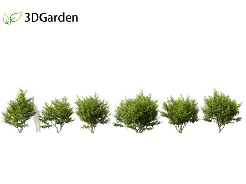 Cornus mas - Cornelian cherry 01 3D-Modell