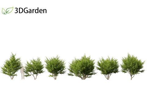 Cornus mas - Cornelian cherry 01 3D Model