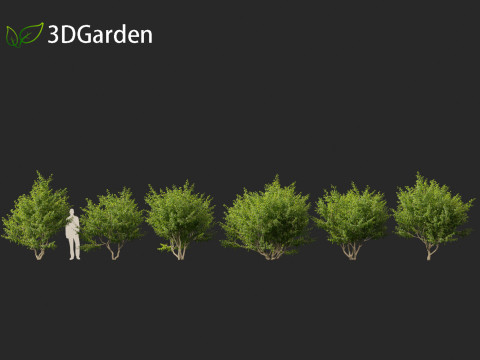 Cornus mas - Cornelian cherry 01 3D-Modell
