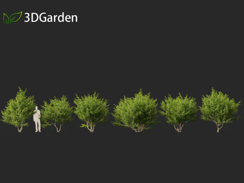 Cornus mas - Cornelian cherry 01 3D Model