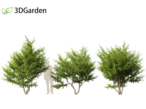 Cornus mas - Cornelian cherry 01 3D-Modell