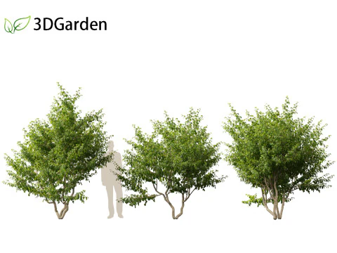 Cornus mas - Cornelian cherry 01 3D Model