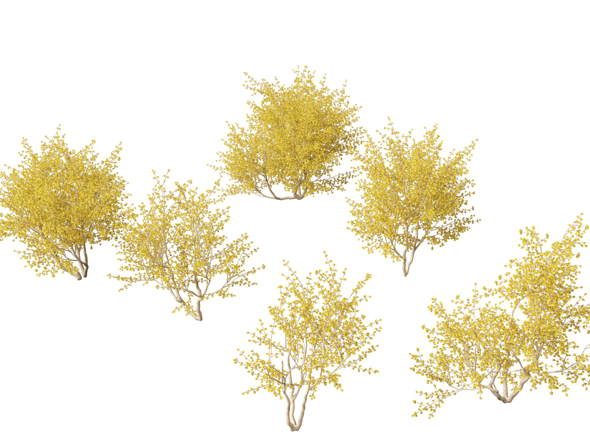 Cornus mas - Cornelian cherry 02 3D Model .c4d .max .obj .3ds .fbx .stl .blend