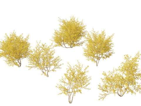 Cornus mas - Cornelian cherry 02 3D 모델
