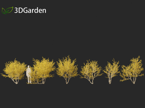 Cornus mas - Cornelian cherry 02 Modelo 3D