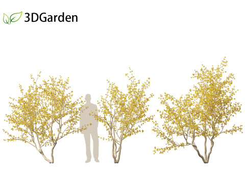 Cornus mas - Cornelian cherry 02 Modelo 3D