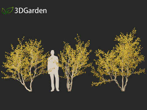 Cornus mas - Cornelian cherry 02 3D Model