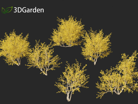 Cornus mas - Cornelian cherry 02 Modelo 3D