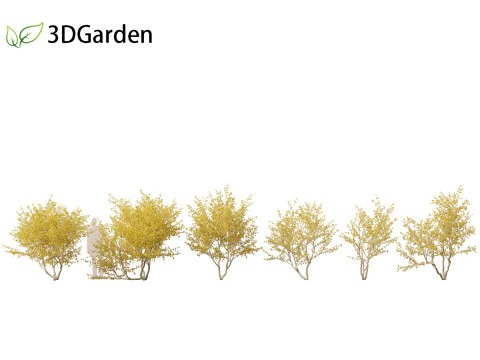 Cornus mas - Cornelian cherry 02 3D Model