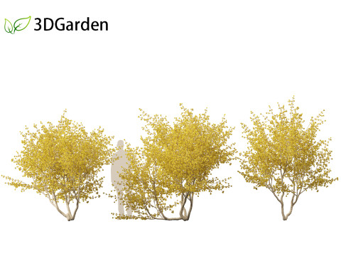 Cornus mas - Cornelian cherry 02 Modelo 3D