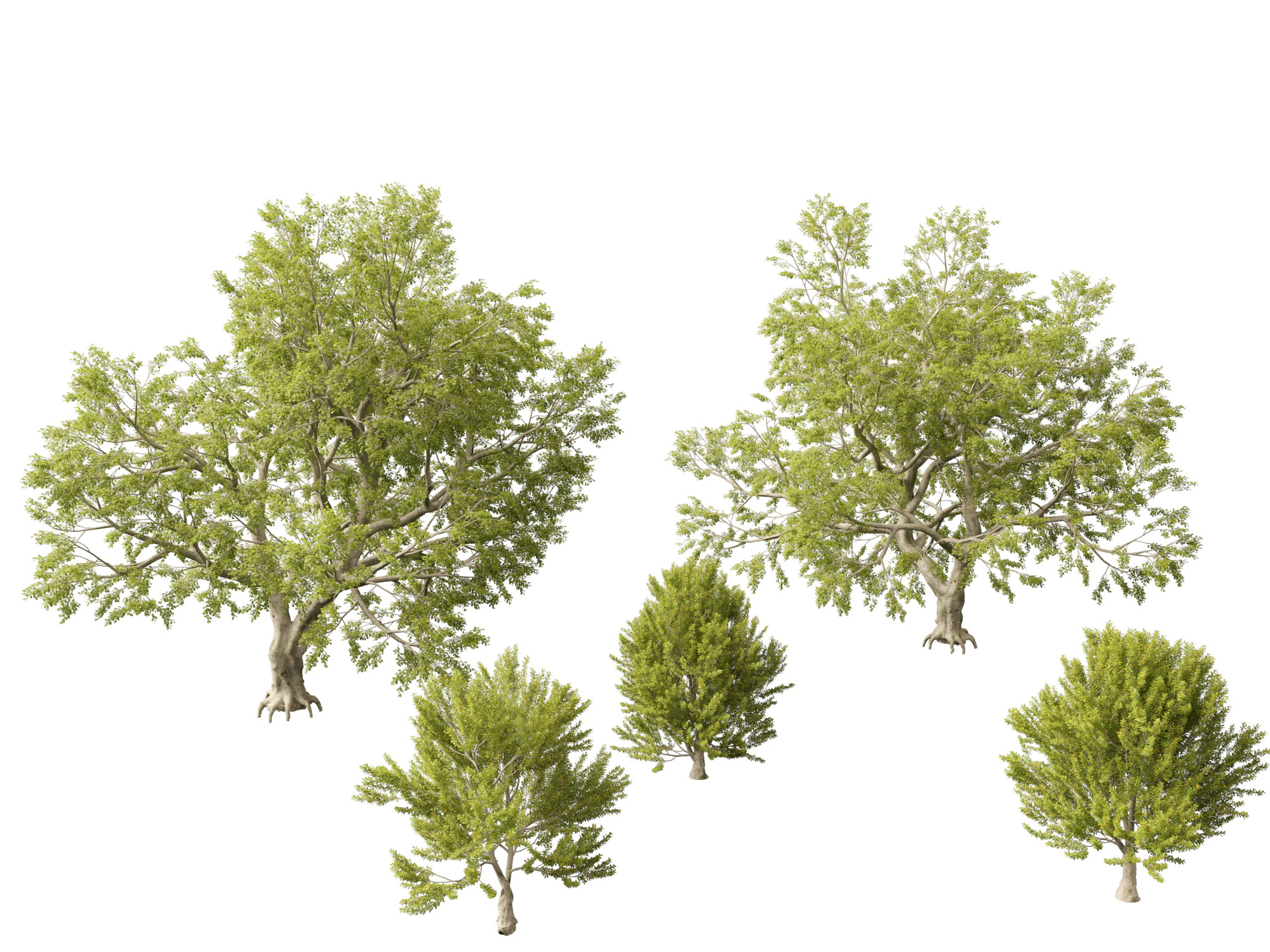 Fagus sylvatica - European beech 02 3D Model .c4d .max .obj .3ds .fbx .stl .blend 
