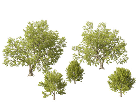 Fagus sylvatica - European beech 02 3D Model