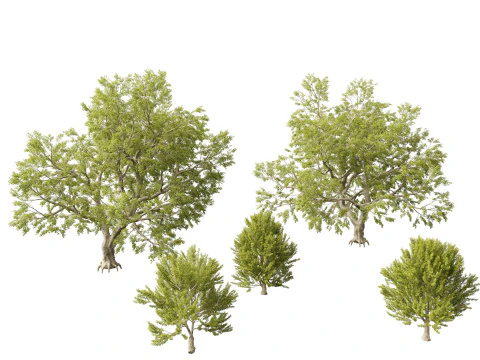 Fagus sylvatica - faia europeia 02 Modelo 3D