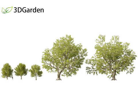 Fagus sylvatica - European beech 02 Modelo 3D