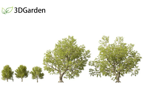 Fagus sylvatica - European beech 02 3D Model