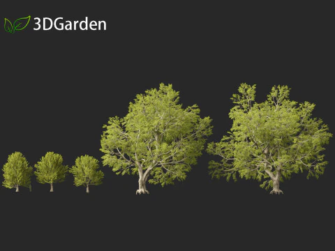 Fagus sylvatica - European beech 02 3D Model
