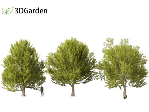 Fagus sylvatica - European beech 02 3D Model