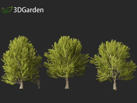 Fagus sylvatica - European beech 02 3D Model