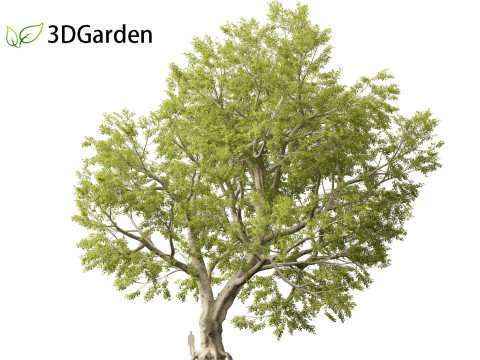 Fagus sylvatica - European beech 02 Modelo 3D