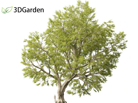 Fagus sylvatica - European beech 02 3D Model
