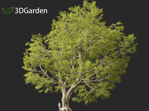 Fagus sylvatica - European beech 02 Modelo 3D