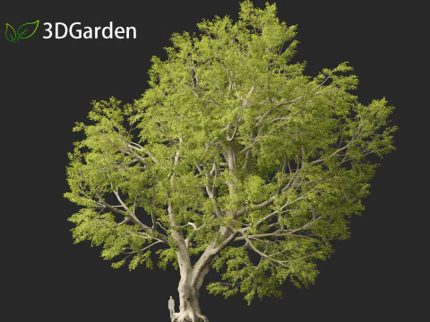 Fagus sylvatica - European beech 02 3D Model