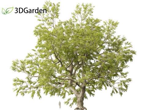 Fagus sylvatica - European beech 02 Modelo 3D