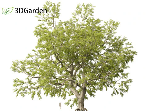 Fagus sylvatica - European beech 02 3D Model