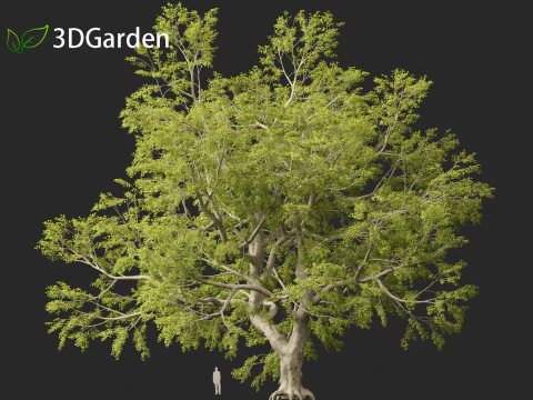 Fagus sylvatica - European beech 02 3D Model