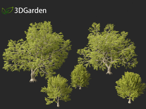 Fagus sylvatica - European beech 02 Modelo 3D