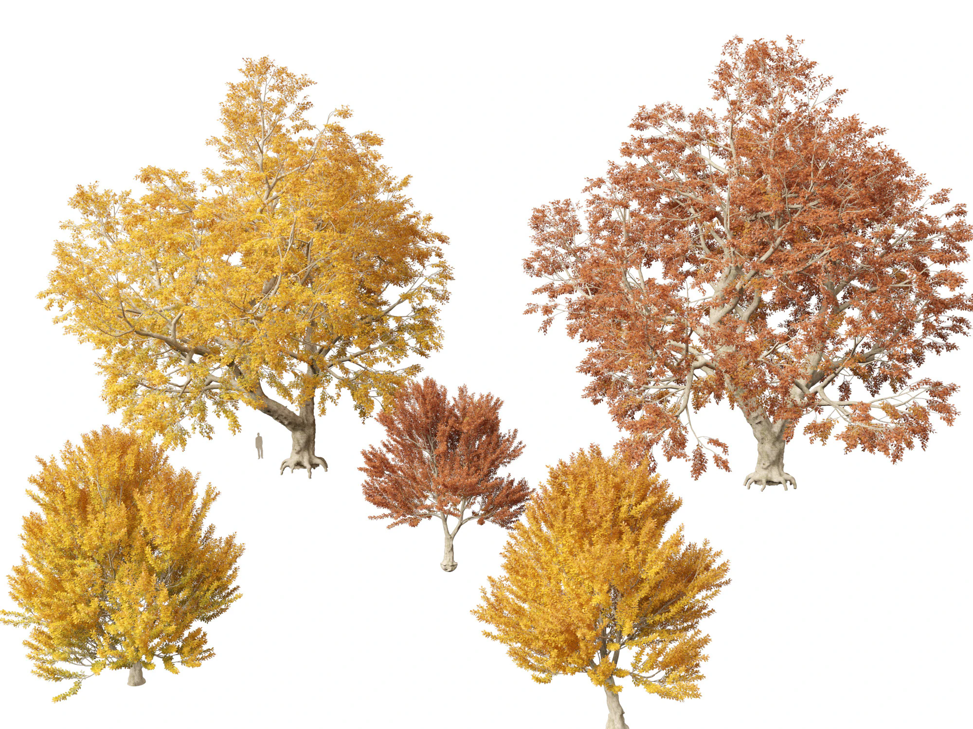 Fagus sylvatica - European beech 03 3D Model .c4d .max .obj .3ds .fbx .stl .blend 