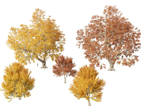 Fagus sylvatica - faia europeia 03 Modelo 3D