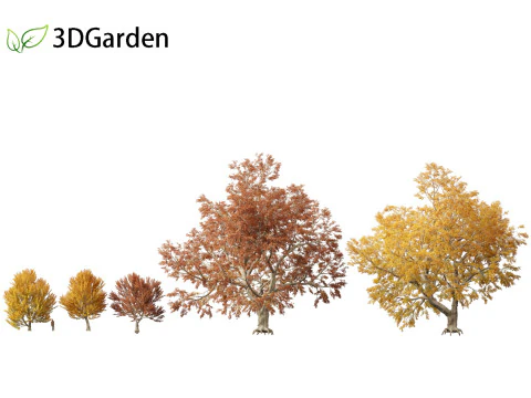 Fagus sylvatica - European beech 03 3D Model