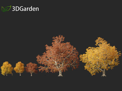 Fagus sylvatica - European beech 03 3D Model